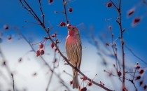 vue elementui实现点击按钮预览图片