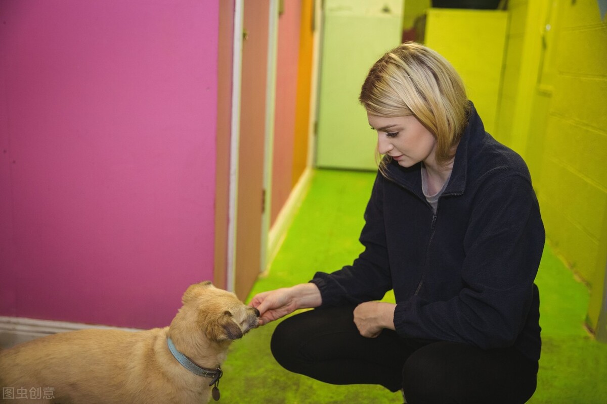 宠物寄养APP开发解决方案